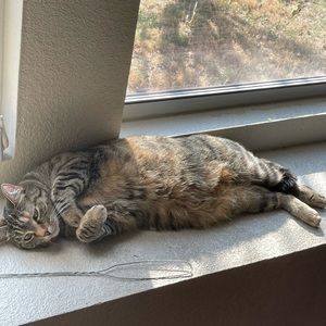 Meet your Posher, Ally